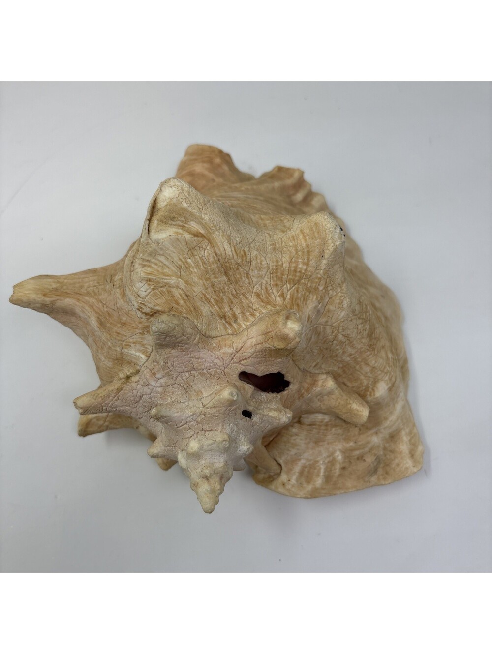 Large Pink & Tan Conch Sea Shell, Striped Pattern Faux Conch Shell - Picture 2 of 5